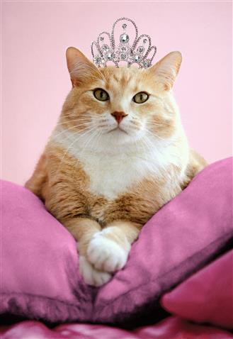 Cat with Tiara - Hallmark